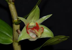 Dendrobium cruentum