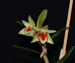 Dendrobium cruentum