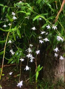 Dendrobium crumenatum