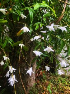 Dendrobium crumenatum