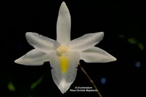 Dendrobium crumenatum