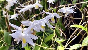 Dendrobium crumenatum