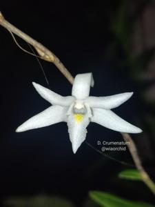 Dendrobium crumenatum