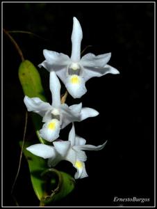 Dendrobium crumenatum