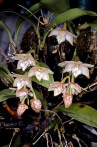 Dendrobium cruttwellii