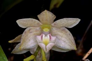 Dendrobium cruttwellii