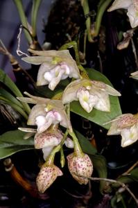 Dendrobium cruttwellii