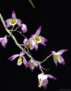 Dendrobium crystallinum