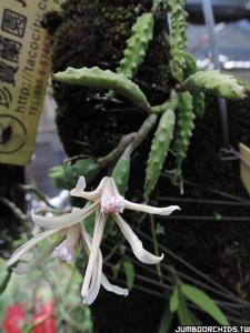 Dendrobium cucumerinum