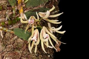 Dendrobium cucumerinum