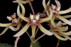 Dendrobium cucumerinum