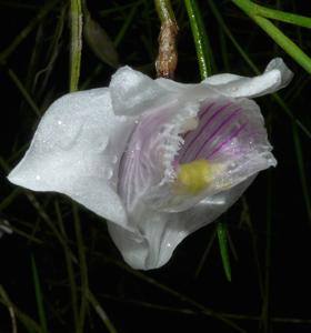 Dendrobium cuneilabium