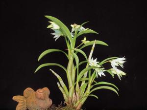 Dendrobium cuspidatum