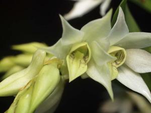 Dendrobium cuspidatum