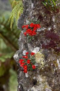 Dendrobium cuthbertsonii