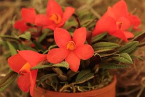 Dendrobium cuthbertsonii