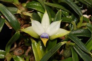 Dendrobium cyanocentrum