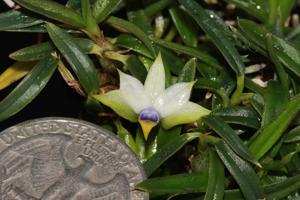 Dendrobium cyanocentrum