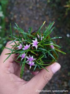 Dendrobium cyanocentrum