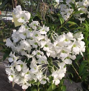 Dendrobium dearei