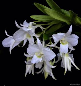 Dendrobium dearei