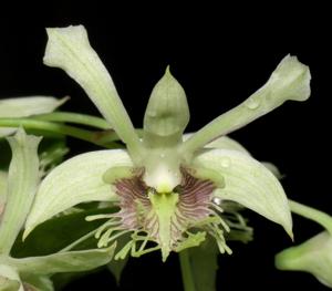 Dendrobium delacourii