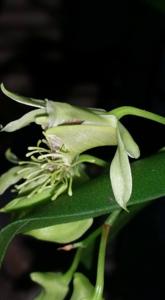 Dendrobium delacourii