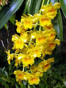 Dendrobium densiflorum