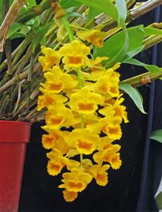 Dendrobium densiflorum