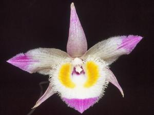 Dendrobium devonianum