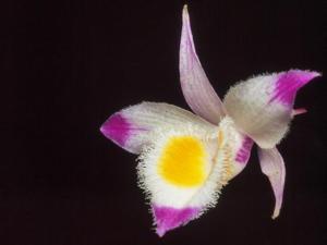 Dendrobium devonianum