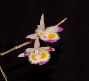 Dendrobium devonianum