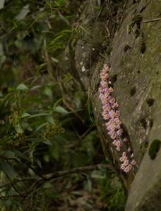 Dendrobium devonianum