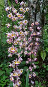 Dendrobium devonianum