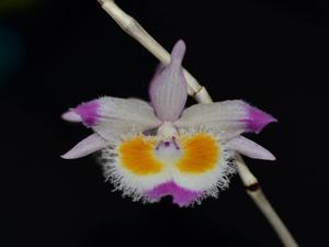 Dendrobium devonianum