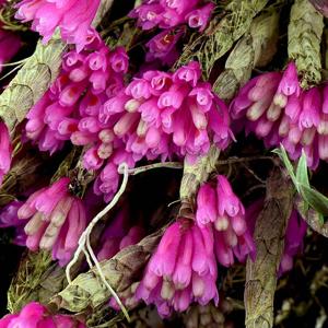 Dendrobium dichaeoides