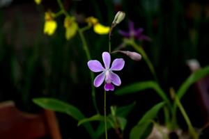 Encyclia dichroma