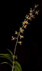 Dendrobium discolor