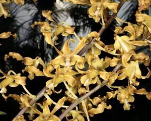 Dendrobium discolor