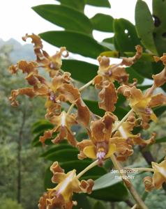 Dendrobium discolor