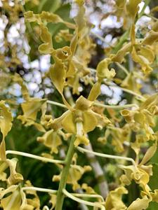 Dendrobium discolor