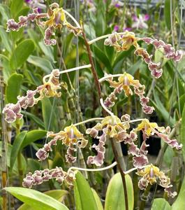 Dendrobium discolor