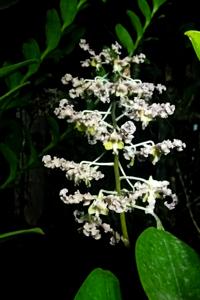 Dendrobium discolor