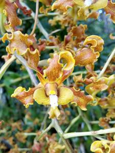 Dendrobium discolor