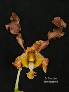 Dendrobium discolor