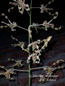 Dendrobium discolor