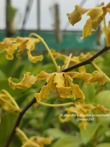 Dendrobium discolor