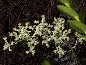 Dendrobium discolor