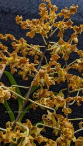 Dendrobium discolor