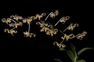 Dendrobium discolor var. fimbrilabium